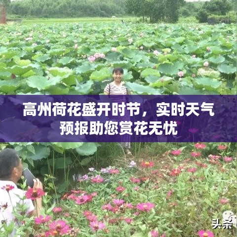 高州荷花盛開時(shí)節(jié)，實(shí)時(shí)天氣預(yù)報(bào)助您賞花無憂