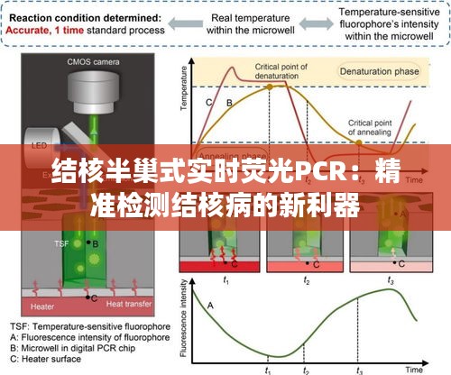 結核半巢式實時熒光PCR：精準檢測結核病的新利器