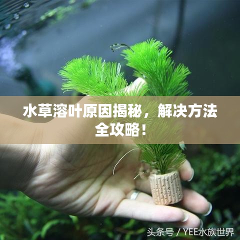 水草溶葉原因揭秘，解決方法全攻略！