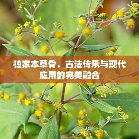 獨家本草骨，古法傳承與現(xiàn)代應用的完美融合