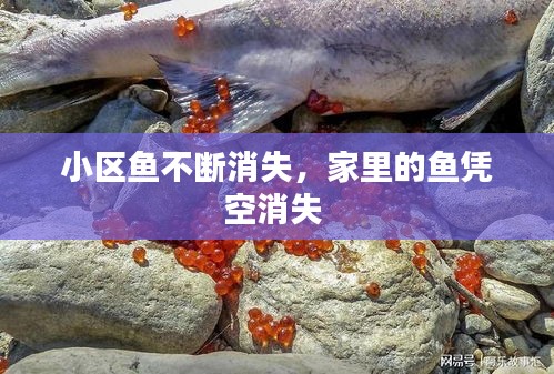 小區(qū)魚(yú)不斷消失，家里的魚(yú)憑空消失 