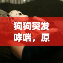 狗狗突發(fā)哮喘，原因、癥狀及應(yīng)對之策
