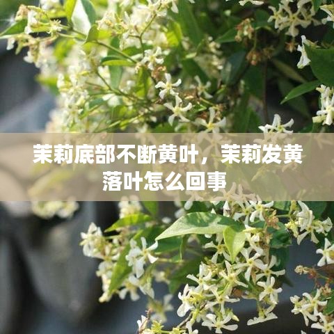 茉莉底部不斷黃葉，茉莉發(fā)黃落葉怎么回事 