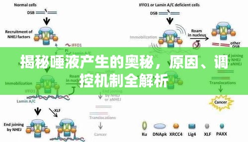 揭秘唾液產(chǎn)生的奧秘，原因、調(diào)控機(jī)制全解析