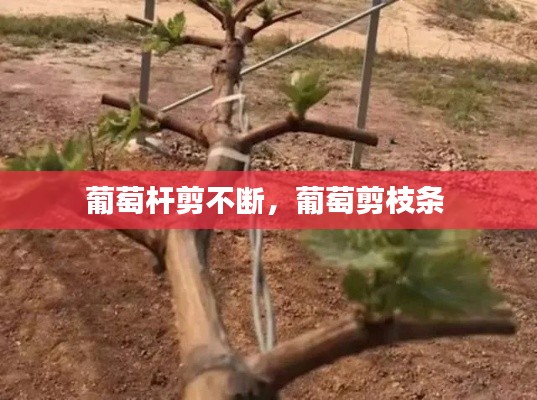 葡萄桿剪不斷，葡萄剪枝條 