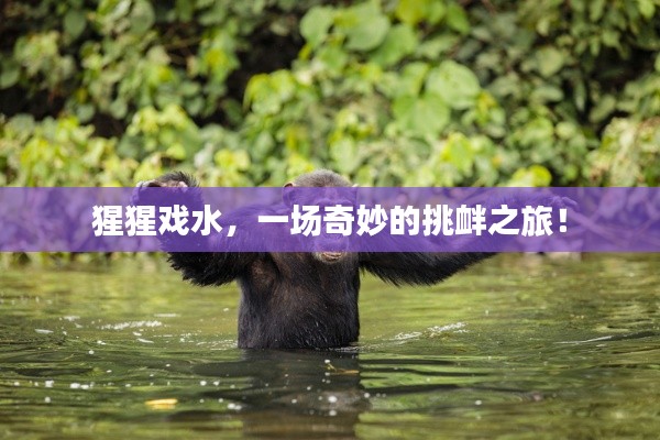猩猩戲水，一場奇妙的挑釁之旅！