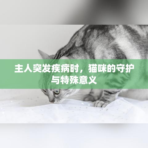 主人突發(fā)疾病時(shí)，貓咪的守護(hù)與特殊意義