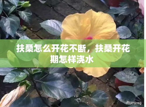 扶桑怎么開(kāi)花不斷，扶桑開(kāi)花期怎樣澆水 