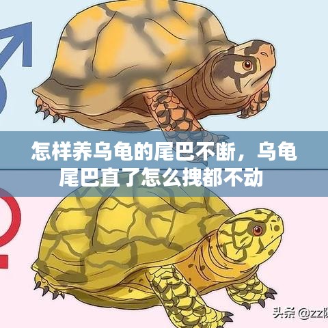 怎樣養(yǎng)烏龜?shù)奈舶筒粩?，烏龜尾巴直了怎么拽都不?
