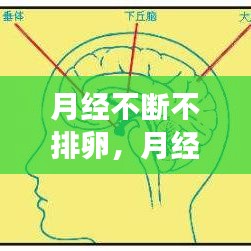 月經(jīng)不斷不排卵，月經(jīng)不排卵是怎么回事 