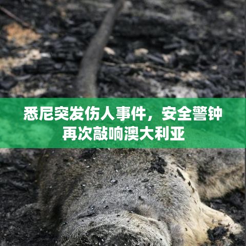 悉尼突發(fā)傷人事件，安全警鐘再次敲響澳大利亞
