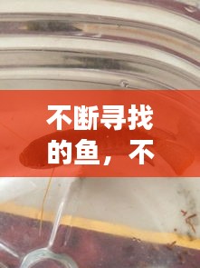 不斷尋找的魚，不斷尋找的魚叫什么 