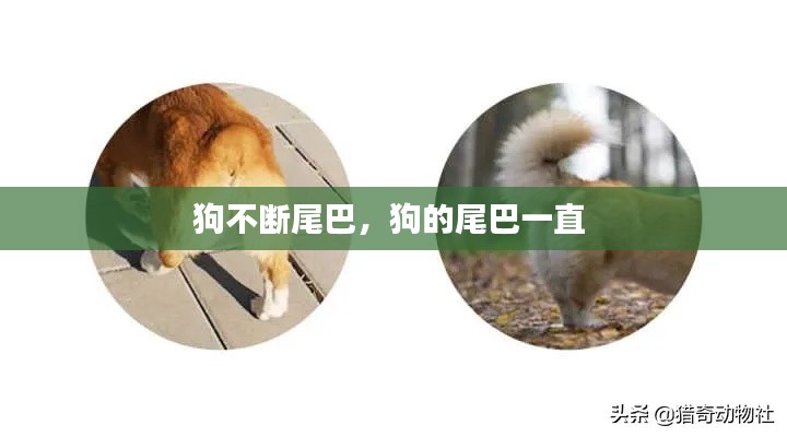還淳反素 第2頁