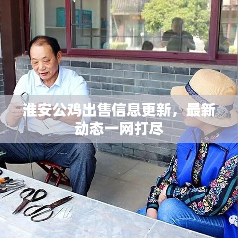 淮安公雞出售信息更新，最新動態(tài)一網(wǎng)打盡