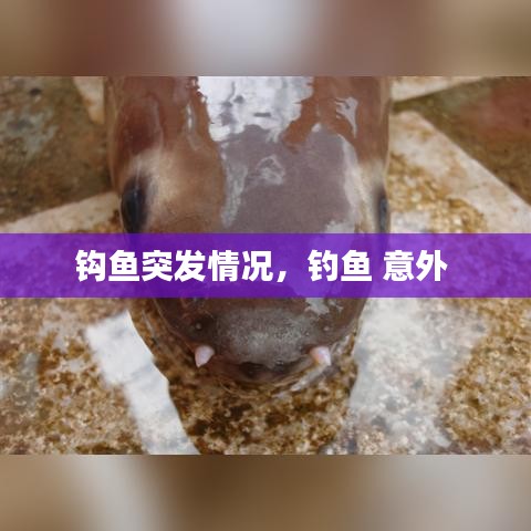 鉤魚突發(fā)情況，釣魚 意外 