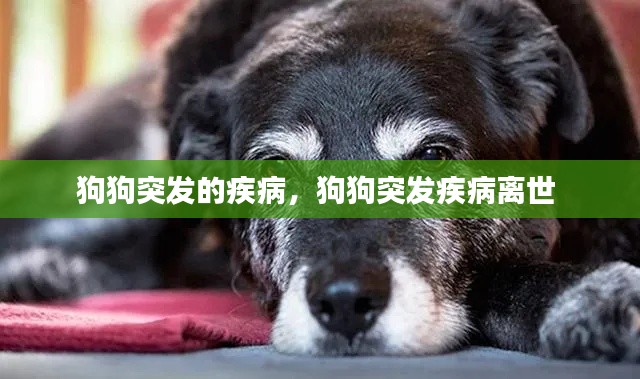 狗狗突發(fā)的疾病，狗狗突發(fā)疾病離世 