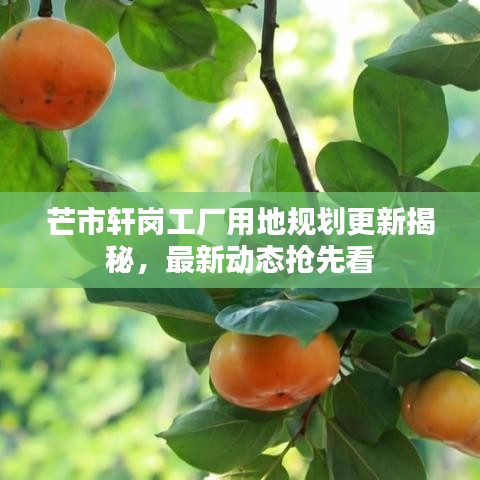 芒市軒崗工廠用地規(guī)劃更新揭秘，最新動態(tài)搶先看