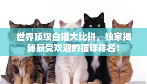 世界頂級白貓大比拼，獨家揭秘最受歡迎的貓咪排名！