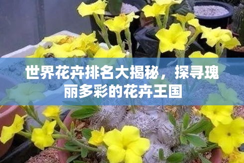 世界花卉排名大揭秘，探尋瑰麗多彩的花卉王國