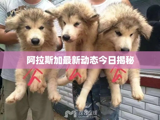 阿拉斯加最新動態(tài)今日揭秘
