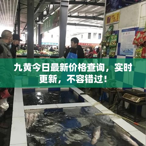 九黃今日最新價(jià)格查詢，實(shí)時(shí)更新，不容錯(cuò)過！