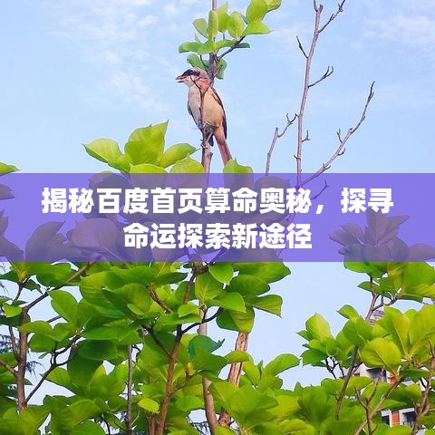 揭秘百度首頁算命奧秘，探尋命運探索新途徑