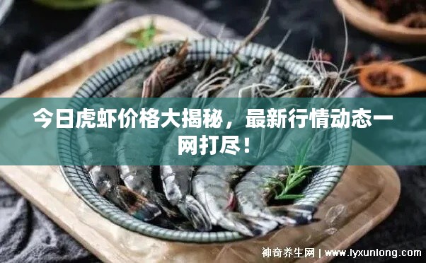 今日虎蝦價格大揭秘，最新行情動態(tài)一網(wǎng)打盡！