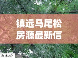 鎮(zhèn)遠(yuǎn)馬尾松房源最新信息，優(yōu)質(zhì)房源出售，速覽搶先看！