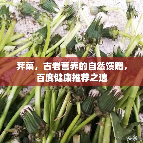 薺菜，古老營養(yǎng)的自然饋贈，百度健康推薦之選