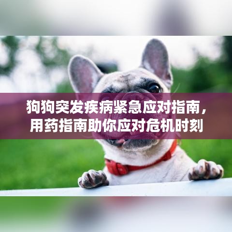 狗狗突發(fā)疾病緊急應(yīng)對指南，用藥指南助你應(yīng)對危機時刻