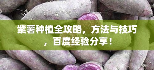 紫薯種植全攻略，方法與技巧，百度經(jīng)驗分享！