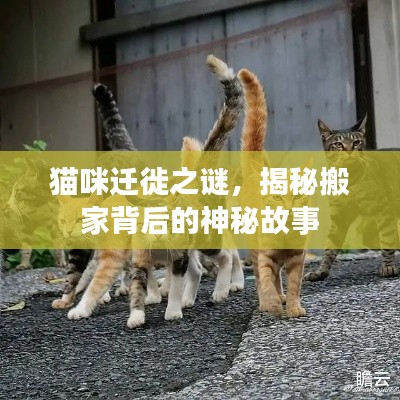 貓咪遷徙之謎，揭秘搬家背后的神秘故事