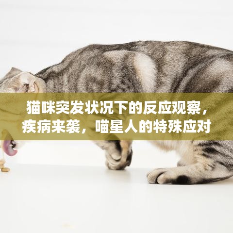 貓咪突發(fā)狀況下的反應(yīng)觀察，疾病來襲，喵星人的特殊應(yīng)對方式