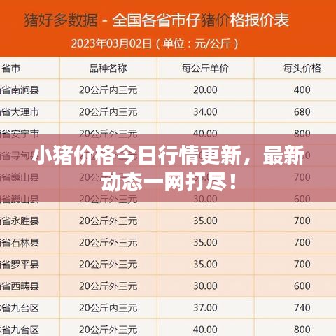 小豬價(jià)格今日行情更新，最新動(dòng)態(tài)一網(wǎng)打盡！