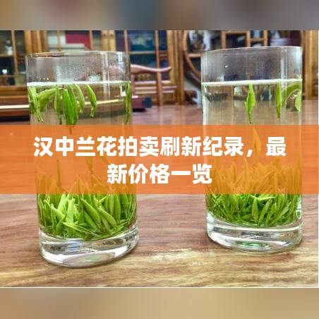 漢中蘭花拍賣刷新紀錄，最新價格一覽