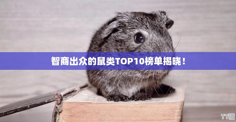 棄文就武 第2頁