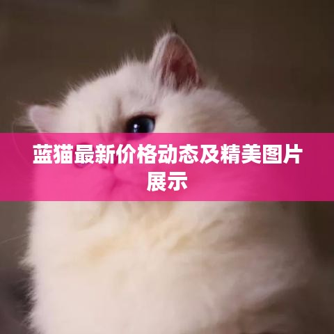 藍(lán)貓最新價格動態(tài)及精美圖片展示
