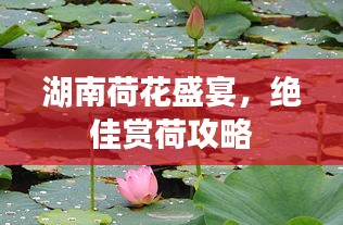 湖南荷花盛宴，絕佳賞荷攻略