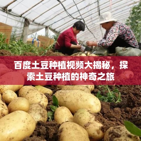 百度土豆種植視頻大揭秘，探索土豆種植的神奇之旅