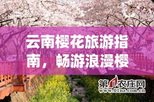 云南櫻花旅游指南，暢游浪漫櫻花仙境！