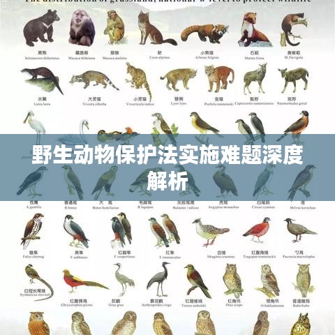 野生動物保護法實施難題深度解析