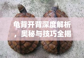 龜背開背深度解析，奧秘與技巧全揭秘
