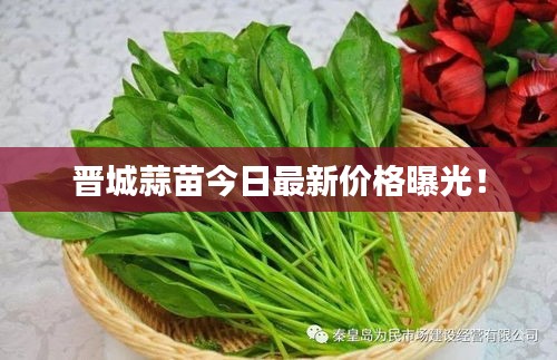 晉城蒜苗今日最新價(jià)格曝光！