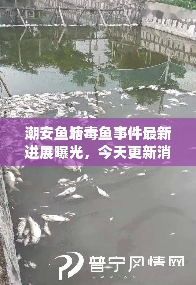 潮安魚塘毒魚事件最新進(jìn)展曝光，今天更新消息！