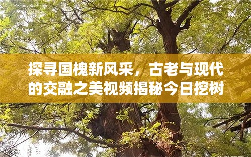 探尋國槐新風(fēng)采，古老與現(xiàn)代的交融之美視頻揭秘今日挖樹現(xiàn)場