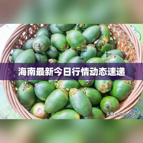 海南最新今日行情動態(tài)速遞