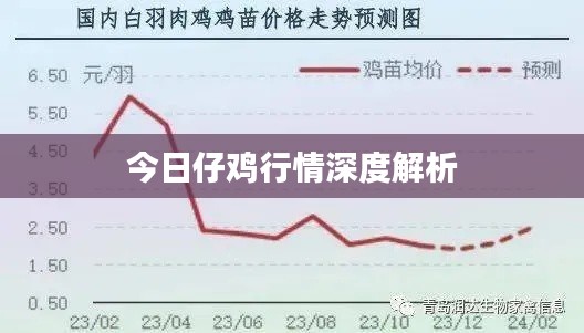 今日仔雞行情深度解析