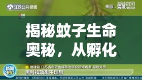 揭秘蚊子生命奧秘，從孵化到死亡的全過程