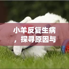 小羊反復(fù)生病，探尋原因與應(yīng)對策略，你的責(zé)任何在？