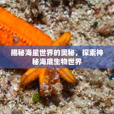 揭秘海星世界的奧秘，探索神秘海底生物世界